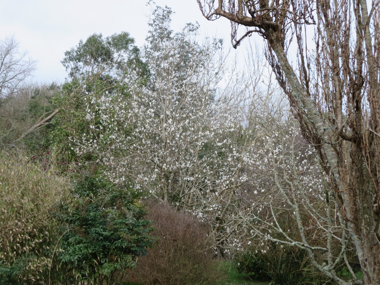 magnolia amoena